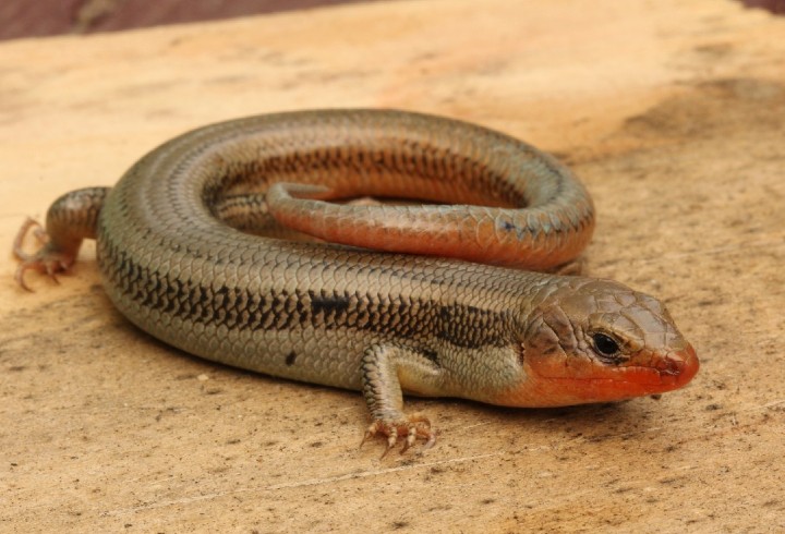 Western Skink